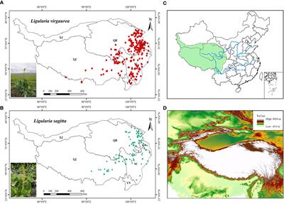 Prediction of the potentially suitable areas of Ligularia virgaurea and Ligularia sagitta on the Qinghai–Tibet Plateau based on future climate change using the MaxEnt model